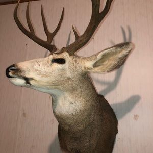 Mount deer